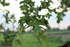 Quercus palustris (2) (1200 x 800).jpg_product